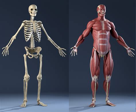 3d model realistic anatomy skeleton muscles