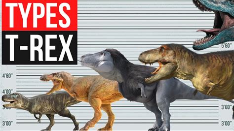 Types Of Tyrannosaurus | Size Comparison - YouTube