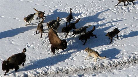 Yellowstone Has Fewer Elk, So Wolves Form Bigger Packs To Hunt Bison ...