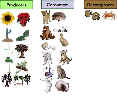 Producers, Consumers, and Decomposers | Producers consumers decomposers ...