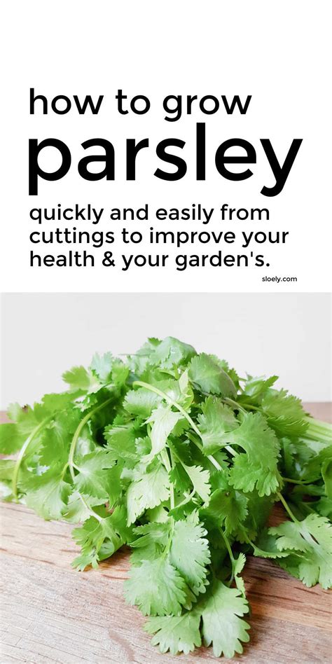 How To Grow Parsley Quickly From Cuttings And Seed | Growing parsley ...