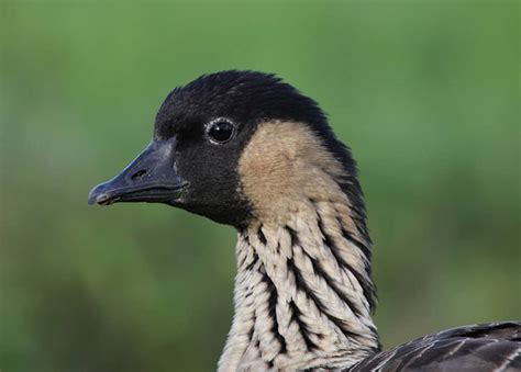 40 Fascinating Facts About the Hawaiian Goose (a.k.a. Nene Goose)