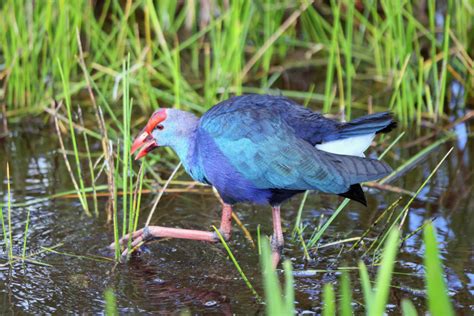 Conservation Goals to Protect Florida's Wildlife Corridors Gains ...