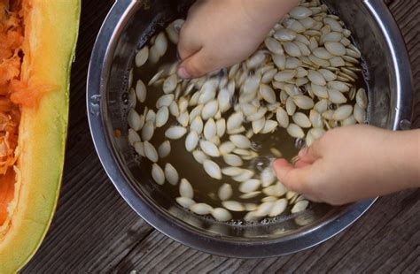 How To Save Zucchini Seeds - 500 Seeds Per Zucchini!