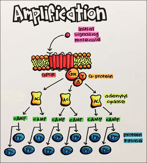 16. Receptor Regulation – Principles of Pharmacology – Study Guide