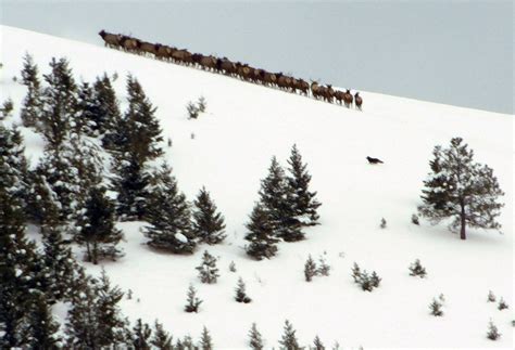 Missoula resident spots possible wolf hunting Jumbo elk herd; see photo ...