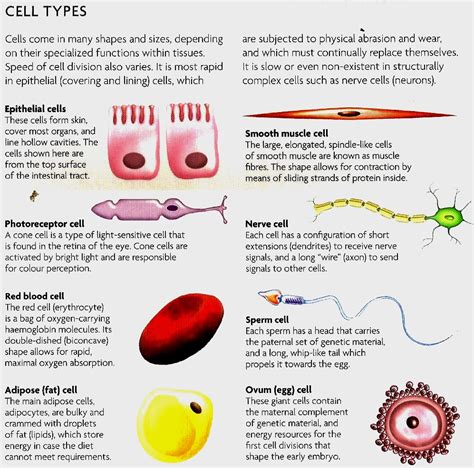 Miss Natalia's IGCSE Biology Spot: Senior II: Specialised cells