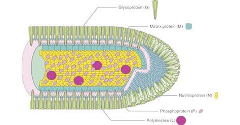 Rabies Virus Overview: Structure, Transmission, Pathogenesis, Symptoms ...