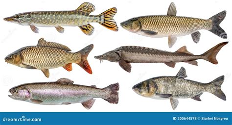 Freshwater River Fish Set Isolated. Fresh Live Fish Stock Photo - Image ...