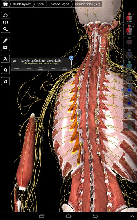 Essential Anatomy 3:Amazon.com:Appstore for Android