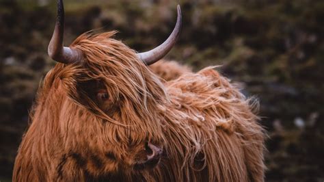 Highland Cattle Theme for Windows 10 and 11