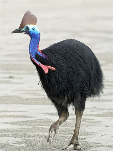 Cassowary « Creepy Animals