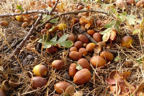 Wild Harvests: How to Eat an Acorn