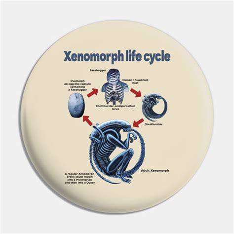 Xenomorph life cycle - Xenomorph - Pin | TeePublic