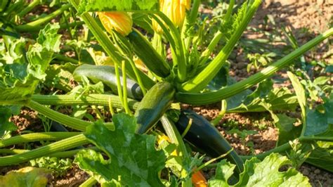 Zucchini Plant Growth Stages: A Journey from Seed to Harvest - Garden ...