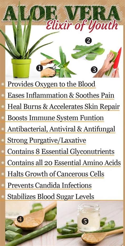 Needful-medicinal-plants-and-their-uses | Medicinal plants, Aloe vera ...