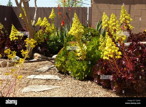 Drought resistant plants Stock Photo - Alamy