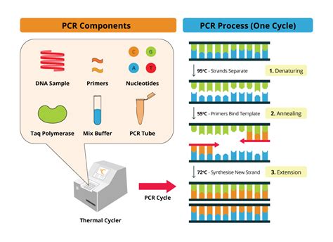 Polymerase Chain Reaction (PCR) Key Principles