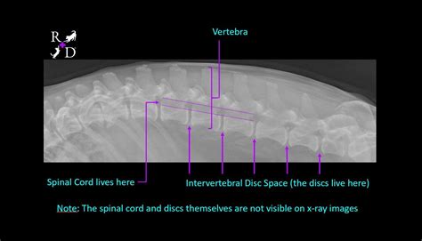 Intervertebral Disc Disease is such a pain! But what is it? — Ruff Day ...