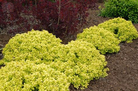 Golden Nugget Dwarf Japanese Barberry shrub. The yellow is just ...