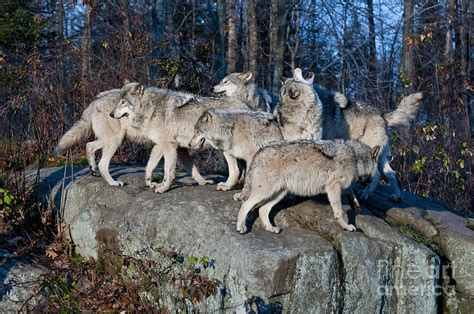 Timber Wolf Pack Photograph by Wolves Only