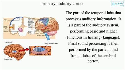 primary auditory cortex - YouTube