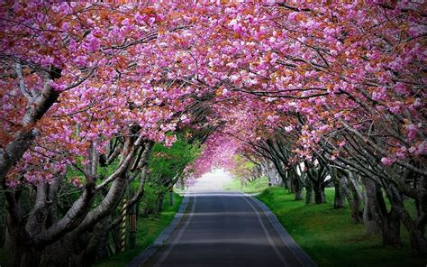 Фотографии цветения сакуры в Японии | Cherry blossom wallpaper, Tree ...