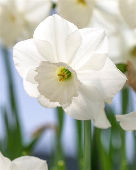 Narcissus 'Stainless' bulbs — Buy online at Farmer Gracy UK