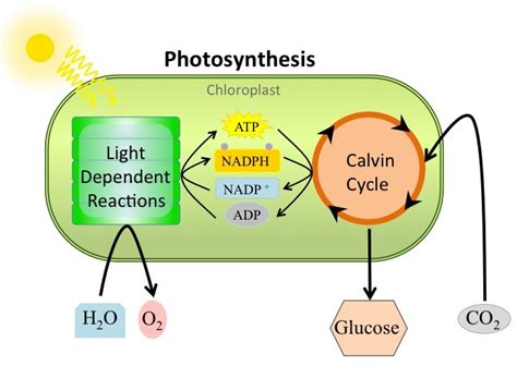 #99 Photosynthesis overview | Biology Notes for A level