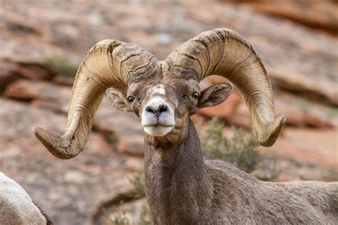 Zion Bighorn Sheep Herd Infected With Pneumonia | UPR Utah Public Radio