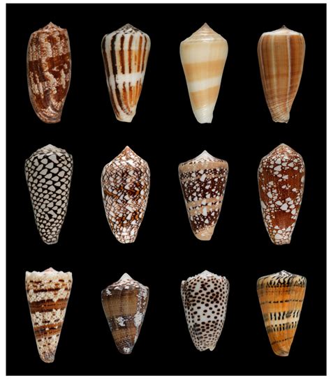 Shells of selected cone snail species from nine subgenera (for subgenus ...