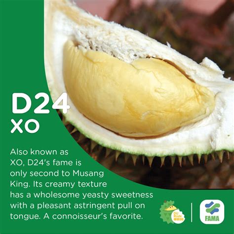 DurianBB® Fresh D24 XO Durians 400g | Shopee Malaysia