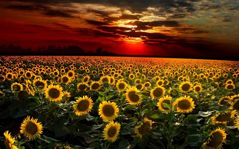 Sunflowers Wallpaper (61+ images)