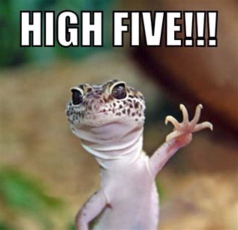 Leopard gecko giving a high five! | Leopard gecko funny, Leopard gecko ...