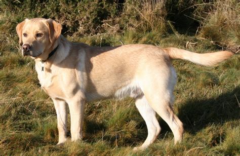 Labrador retriever - Labrador Retriever - qaz.wiki