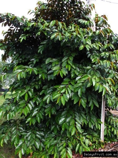 Star Apple Tree - Chrysophyllum cainito