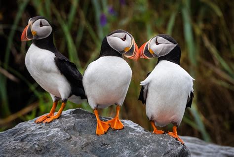 Horned, Tufted, and Atlantic Puffins - Owen Deutsch Photography