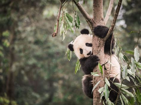 Photos: The Amazing Animals of China | Live Science