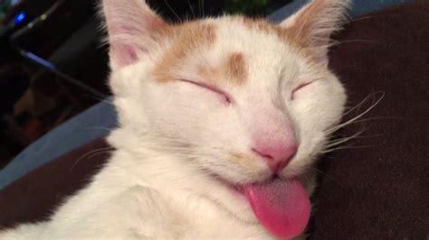 Funny Cat - Tongue pulled while asleep!! - YouTube