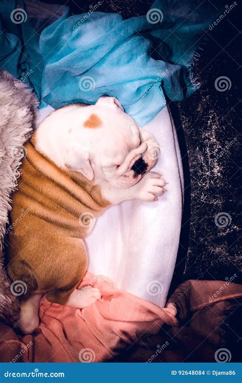 Cute English Bulldog Puppy Sleeping Stock Photo - Image of adorable ...