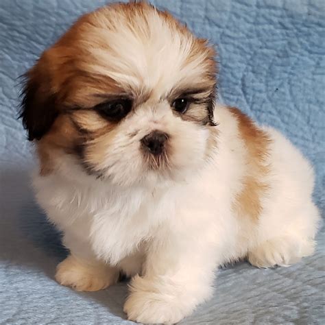 √√ Puppies For Sale Shih Tzu In Belgium - Buy Puppy In Your Area