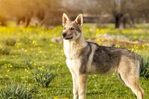 Timber Wolf German Shepherd Puppies