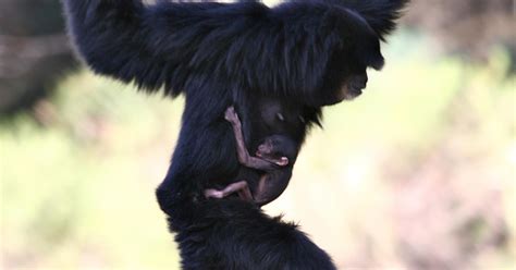 Zoo welcomes Siamang Ape baby | Taronga Conservation Society Australia