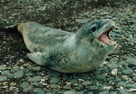 Leopard seal | Antarctic, Predator, Hunting | Britannica