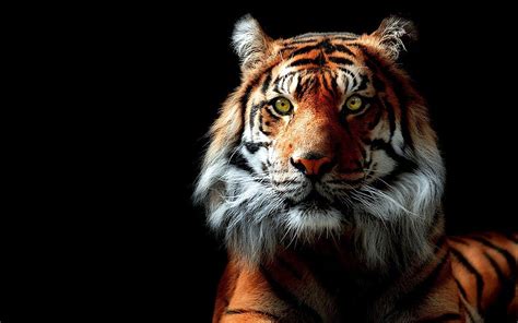 8K Tiger UHD Wallpapers - Top Free 8K Tiger UHD Backgrounds ...