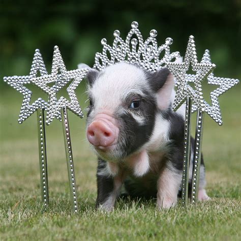 10 Most Adorable Micro Pig Photos Ever! - ABC News