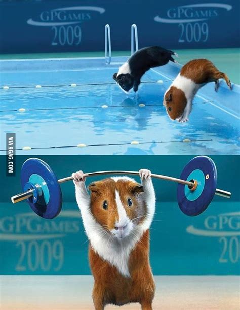 Guinea Pig Olympics - 9GAG