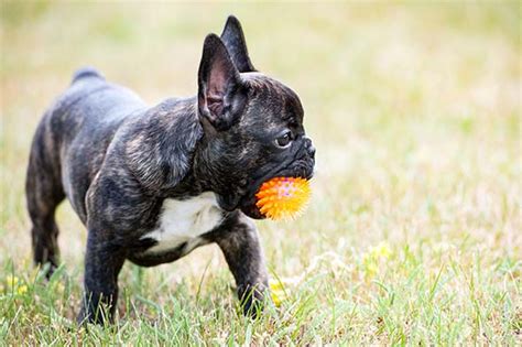 French Bulldog (Frenchie) Puppies For Sale - AKC PuppyFinder