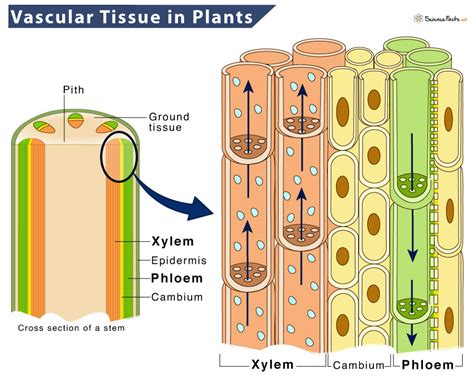 Diagram Showing Vascular Tissue System In Plants Cell Illustration ...