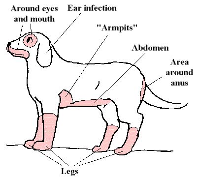 Allergies: Atopic Dermatitis (Airborne) In Dogs And Cats | North Avenue ...